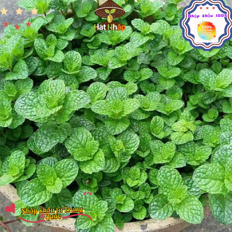 Hạt bạc hà nhập khẩu, thời gian sinh trưởng dài, dễ trồng, bao bì nguyên bản - 1000 hạt, k029