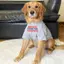 【Ready Stock】 Big Dog Thin Clothes Border Collie Golden Retriever Samo Clothes Dog Clothes Large Dog Funny Cute Clothes Summer Thin X5He