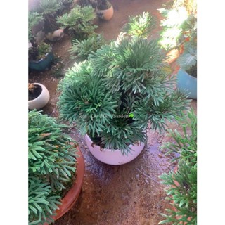 10 cây dương xỉ đá (trường sinh thảo) trang trí tiểu cảnh, hòn non bộ,,setup terarium...vv