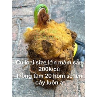 - củ giống cây dương xỉ culi size to mầm cao sẵn , trồng 20 ngày sẽ lên cây