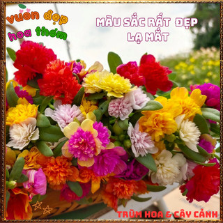 Cành Hoa Mười Giờ SAM KÉP NỞ CẢ NGÀY rất nhiều màu siêu dễ trồng 🍕 BẢO HÀNH CÂY GIỐNG VÀ HOA CHUẨN