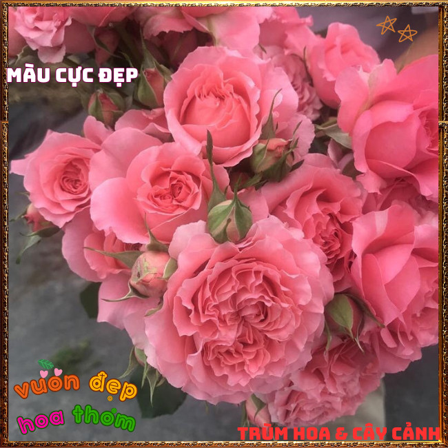 Chậu Hoa Hồng Corail Gelee Màu Cam Hồng Bông Rất To Nở Bền 2 Tuần 📕 TRÙM HOA VÀ CÂY CẢNH