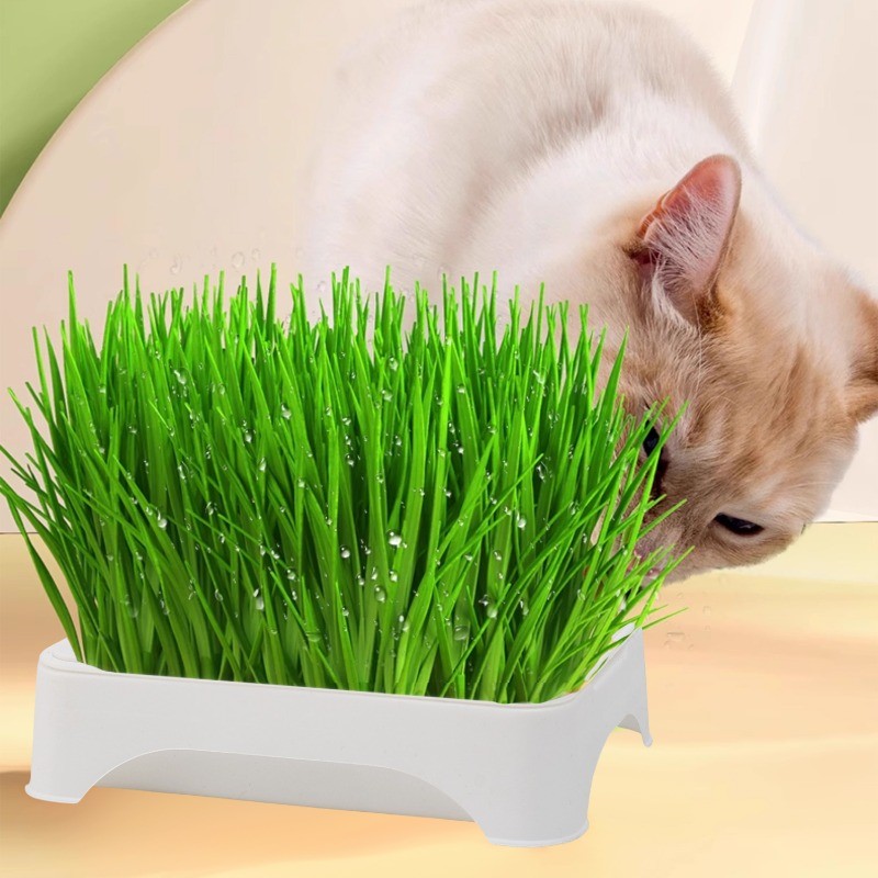 1 / 2 / 3 Khay gieo hạt thủy canh có thiết kế lưới | Hộp đựng vi trùng bằng nhựa có thể tái sử dụng cho cỏ mèo | Chậu ươm không đất | Đồ dùng làm vườn tại nhà