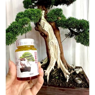 Nước quét lũa cây Nhật Bản tạo lũa trắng ngà đẹp, tránh mối mọt (Nhãn 80ml)
