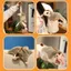 Đồ chơi sóc bay YOLOGO, Đồ chơi nhồi bông đường mềm mại hoạt hình Anime ấm cúng, Limbs đáng yêu dễ thương có nam châm Quà tặng búp bê thủ công phong cách Kawaii cho trẻ em
