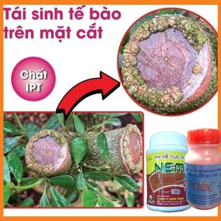 COMBO 1 LỌ RA RỄ NEM VÀ 1 LỌ KEO LIỀN SẸO MỸ TIẾN - Giúp ra rễ và liền sẹo khi ghép cây trồng