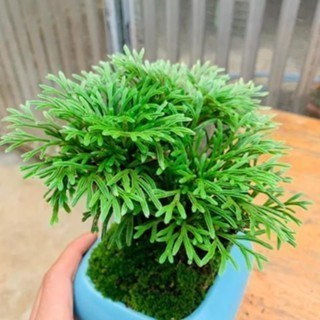 - combo 5 cây trường sinh thảo xem kĩ video dùng trang trí tiểu cảnh , hòn non bộ,chậu để bàn ,setup terarium...vv