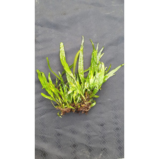 - dương xỉ java trang trí bể thủy sinh không cần co2
