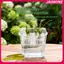 Hộp đựng thủy canh JASMINE có giỏ hỗ trợ thoáng khí Hạt hoa Tulip Chậu hoa thủy canh 4 lỗ Chậu hoa không đất Trang trí nhà cửa JASMINE