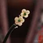 Kẹp tóc handmade filigree nhung hoa gỗ đàn hương - thiết kế độc đáo cho phụ kiện tóc hanfu sườn xám cao cấp
