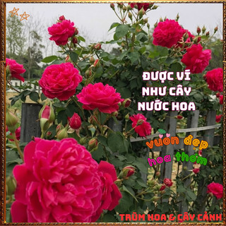 Chậu Hoa Hồng Tường Vi Siêu Phẩm Hương Thơm Cực Kỳ Dễ Trồng 📗 Yêu Nhà Yêu Hoa