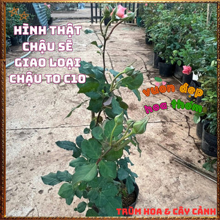 Chậu Hoa Hồng Nhật Corail Gelee Bông To Đại Nở Bền 2 Tuần Siêu Thơm🍟 VƯỜN HOA CỔ TÍCH
