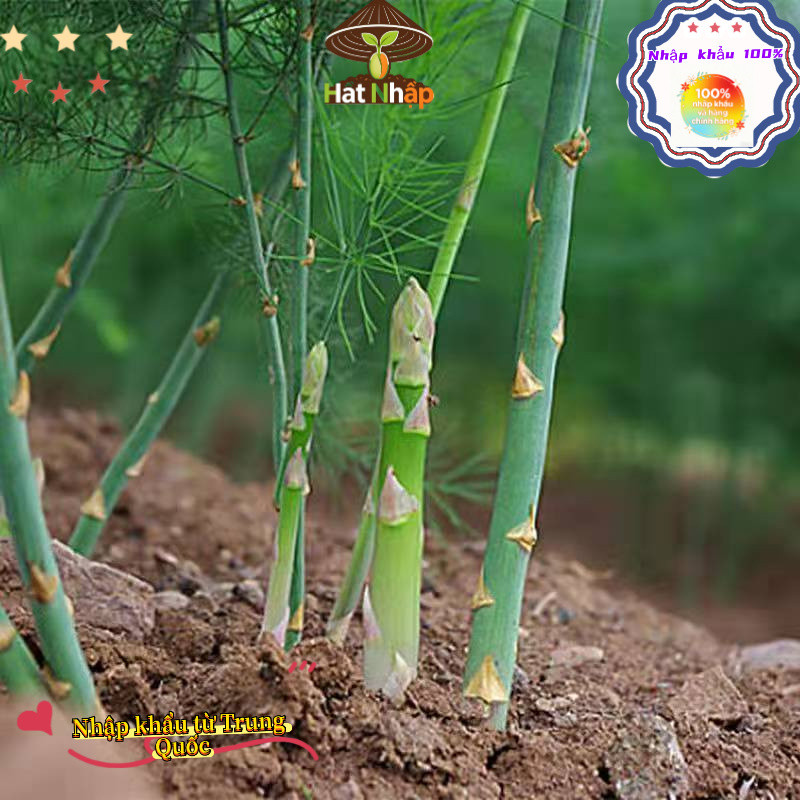 (Bao bì gốc 50 viên nang) Trung Quốc nhập khẩu，Hạt giống măng tây xanh chịu nhiệt bốn mùa，-k017