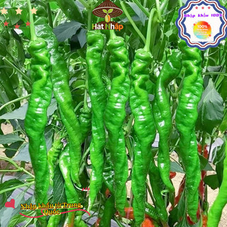 （250 hạt giống）Hạt Giống Ớt Xanh Hồ Nam，Cay ngon, chịu nhiệt tốt và năng suất cao.k053