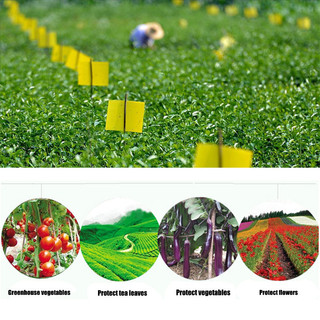 Miếng dán ruồi vàng 20 tờ bẫy dụ côn trùng phá hoại Miếng Dán Ruồi Vàng،Không Độc Hại / An Toàn،Bảo Vệ Mùa Màng Bền Vững