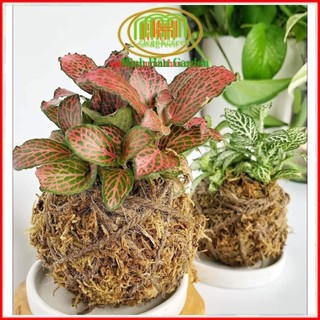 .. Quả cầu rêu kokedama trồng cây mang phong cách nhật bản kết nối với núi rừng dù đang sống ở phố thị .