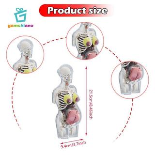 Gamchiano Mô hình giải phẫu cơ thể con người Đồ chơi giáo dục Các bộ phận có thể tháo rời Lắp ráp giải phẫu
