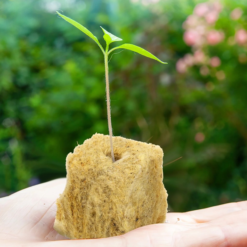 50 / 100 CÁI Văn hóa không đất Rockwool Khối trung bình Hydroponic Seeding Khối trồng cây cho cây