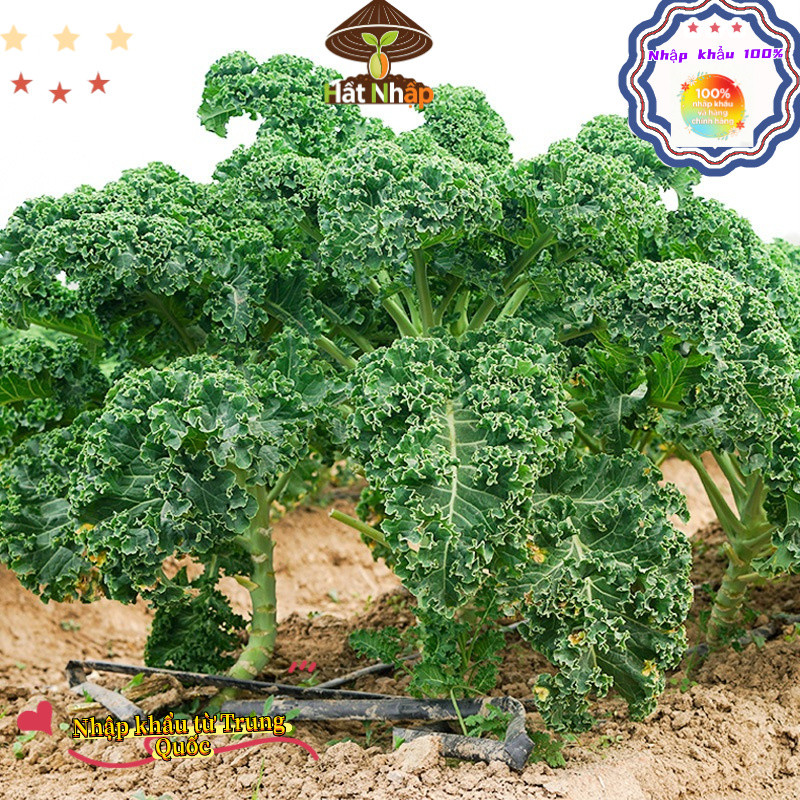 Hạt giống cải kale, cải xoăn chịu nhiệt，-k009