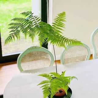 Củ Dương Xỉ Culi chuẩn lông vàng - Loại Củ Đặc Biệt Siêu Hot Dễ Trồng Trong Nhà ( lông cầm m-áu rất tốt)