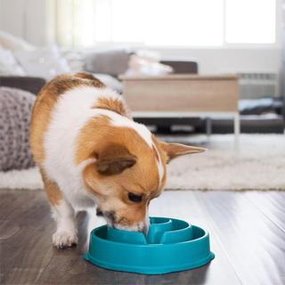 Bát ăn nhẹ vui nhộn – Dung tích 2 cốc vừa phải, cho ăn chậm, Chó & Mèo nhỏ đến vừa, Chống trượt, Xanh lam, Hoa văn thả