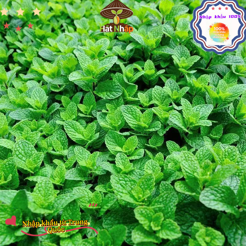 Hạt bạc hà nhập khẩu, thời gian sinh trưởng dài, dễ trồng, bao bì nguyên bản - 1000 hạt, k029