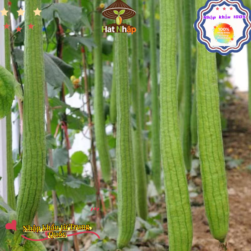 Hạt giống mướp hương siêu dài Bao bì gốc5 gram hạtxơ mướp-k012