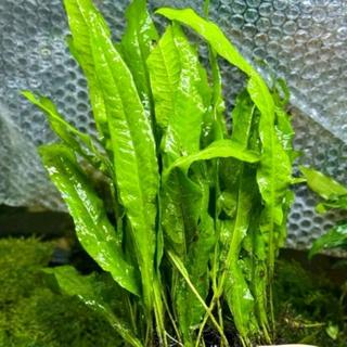 Dương xỉ Java - Cây thủy sinh Microsorum pteropus 10-25cm màu xanh lá đậm dễ trồng và chăm sóc phù hợp trồng trong  nước
