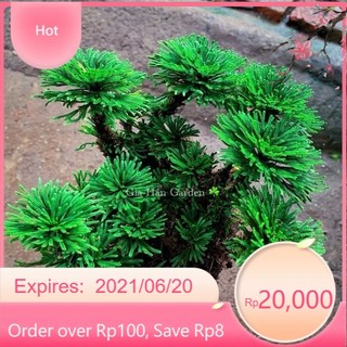 10 cây dương xỉ đá (trường sinh thảo) trang trí tiểu cảnh, hòn non bộ,,setup terarium...vv