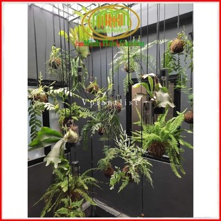 .. Quả cầu rêu kokedama trồng cây mang phong cách nhật bản kết nối với núi rừng dù đang sống ở phố thị .