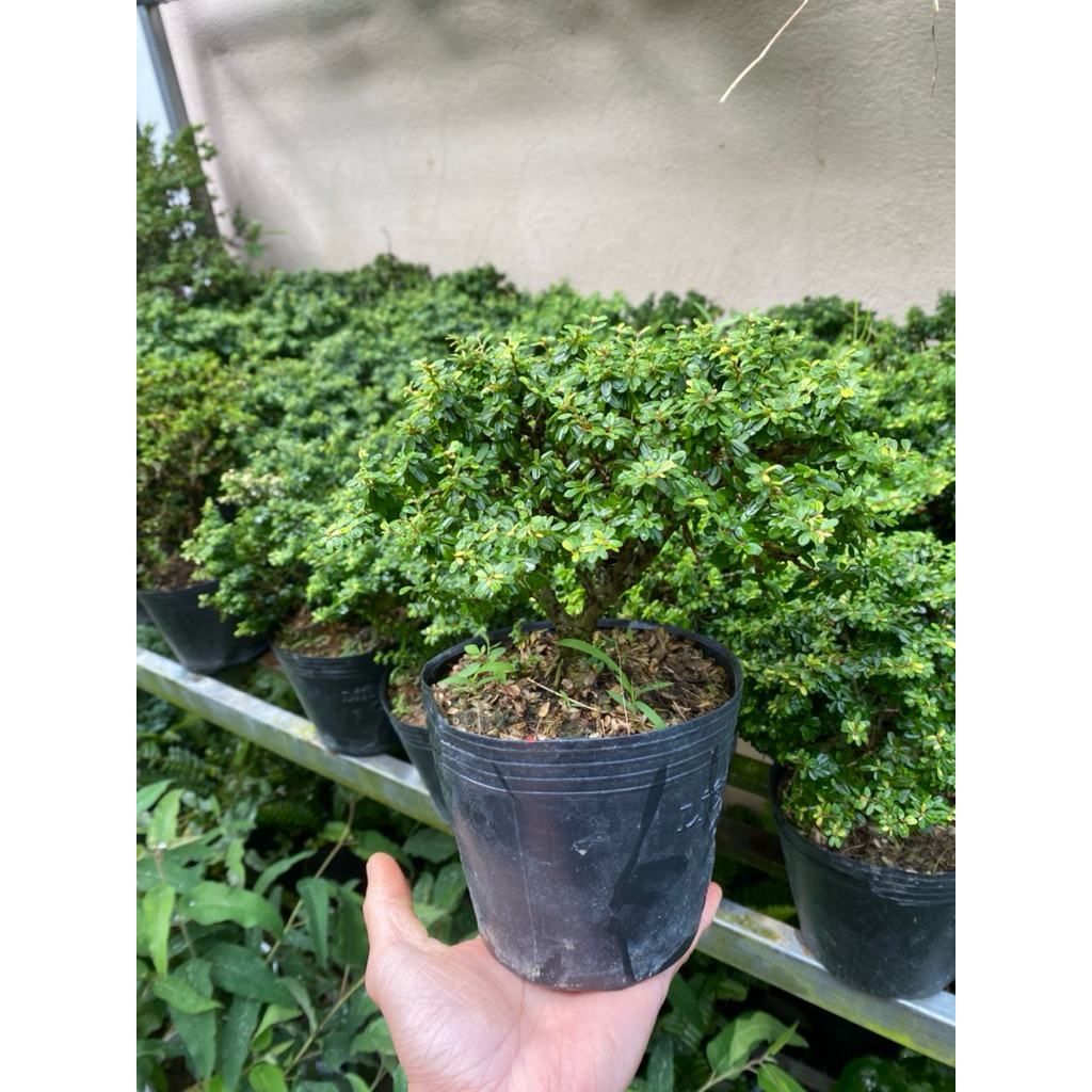 Cây Linh sam mini - Linh sam hạt gạo siêu bông - Cây Bonsai mini để bàn ...