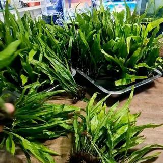 Dương xỉ Java - Cây thủy sinh Microsorum pteropus 10-25cm màu xanh lá đậm dễ trồng và chăm sóc phù hợp trồng trong  nước