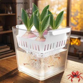 Nuanyangone.vn Hộp Đựng Thủy Canh Có Giỏ Hỗ Trợ Thoáng Khí Hạt Thủy Canh 4 Lỗ Chậu Hoa Không Đất Trang Trí Nhà Cửa Mới