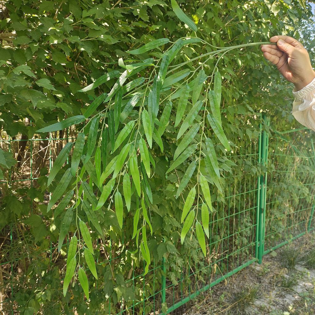🌟Mô Phỏng Lá Liễu Nhánh Cây Liễu Nhánh Giả Lá Ngoài Trời Sân Thu Trang Trí Cây Xanh Cảnh Vườn 4LAF