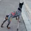 GILL Pet Tattoo Jacket, Áo Vest xăm hình mèo bốn mùa thoáng khí, sáng tạo mát mẻ vừa vặn Quần áo thú cưng vui nhộn cho thú cưng S đến 6XL