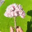 HFTOY Mô Phỏng Cây Hoa Nhựa Mô Hình Thu Nhỏ Cho Sân Vườn Đường Sắt Công Viên Để Bàn Trang Trí Phong Cảnh Tiệc Cưới Cảnh ~