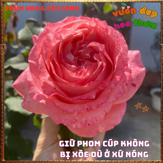 Chậu Hoa Hồng Nhật Corail Gelee Bông To Đại Nở Bền 2 Tuần Siêu Thơm🍟 VƯỜN HOA CỔ TÍCH