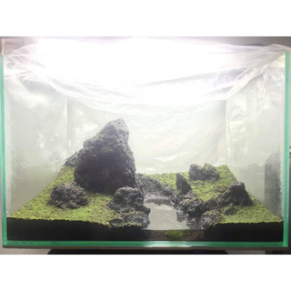 - 200gram rêu minifiss hàng vò dùng để ươm setup bể cá thuỷ sinh, ươm trên đá , ươm lũa