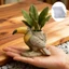 SA Handmade Khuôn Silicon Để Thủ Công Trang Trí Mỏ Nhiệt Đới Trồng Và Quà Tặng