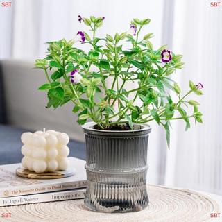 [SB] Chậu hoa thủy canh lười biếng Chậu hoa hấp thụ nước tự động trong suốt hai lớp nhựa tự tưới nước văn phòng MỚI