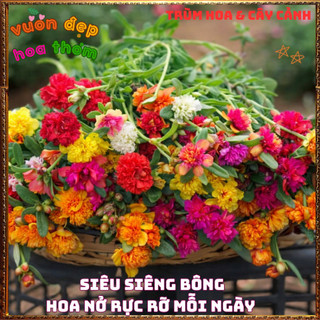 Cành Hoa Mười Giờ SAM KÉP NỞ CẢ NGÀY rất nhiều màu siêu dễ trồng 🍕 BẢO HÀNH CÂY GIỐNG VÀ HOA CHUẨN