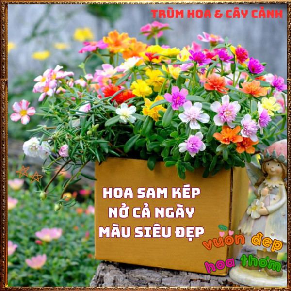 Cành Hoa SAM KÉP NỞ CẢ NGÀY tuyệt đẹp rực rỡ siêu đáng yêu dễ trồng️📩 Hoa Mười Giờ Bonsai & Phụ Kiện