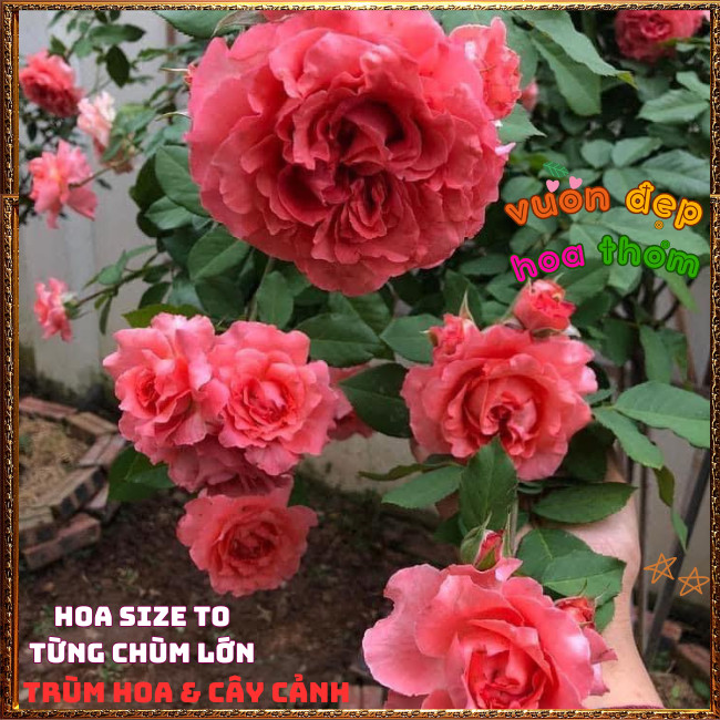 Chậu Hoa Hồng Corail Gelee Nở Bền Thơm Đậm Bông To Từng Chùm Mĩ Mãn️📩 Hoa Mười Giờ Bonsai & Phụ Kiện