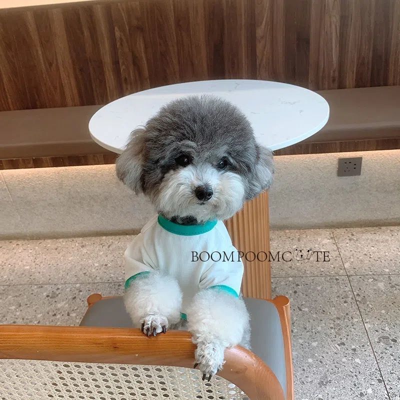 Thú Cưng Chó Mèo Mùa Xuân Mùa Hè Quần Áo Dạo Phố Thú Cưng Hoạt Hình Nhỏ Vừa Quần Áo Cho Chó Mỏng Phong Cách Corgi Teddy Pháp Chiến Đấu
