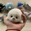 Búp bê con dấu dễ thương Mặt dây chuyền đồ chơi sang trọng Mô phỏng Đồ chơi đại dương Con dấu lưu niệm Mặt dây chuyền Quà tặng Túi búp bê Mặt dây chuyền