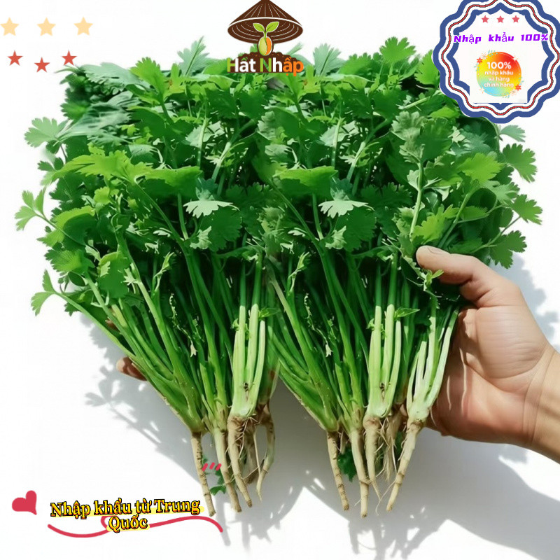 Hạt giống rau mùi ta, ngò rí，Mỗi vỉ chứa khoảng 450 viên thuốc, k034