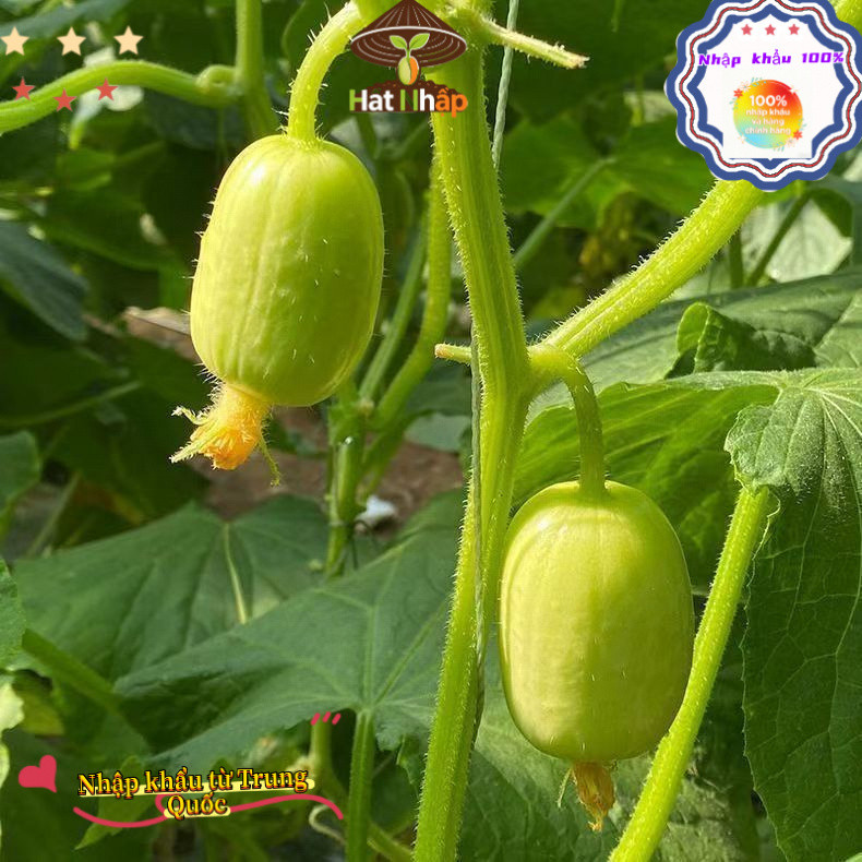 Hạt giống dưa chuột   siêu quả, tự thụ phấn (giòn, ngọt, đẹp mắt)，-k005
