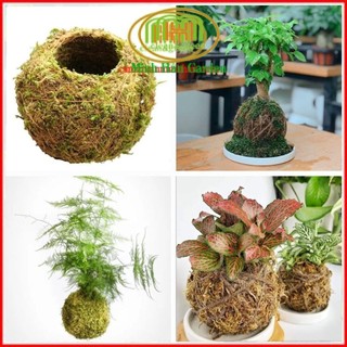 .. Quả cầu rêu kokedama trồng cây mang phong cách nhật bản kết nối với núi rừng dù đang sống ở phố thị .