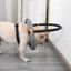 DogLemi Blind Dog Vòng cổ bảo vệ thú cưng Ốp lưng an toàn cho mèo và chó suy nhược thị giác