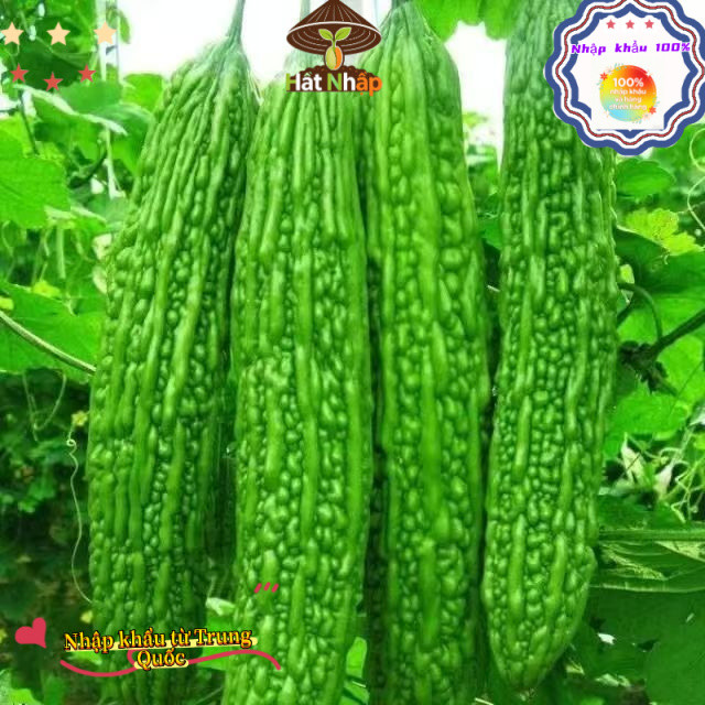 Hạt giống mướp đắng xanh siêu trái，1cái túiKhoảng 10 viên thuốc，-k007